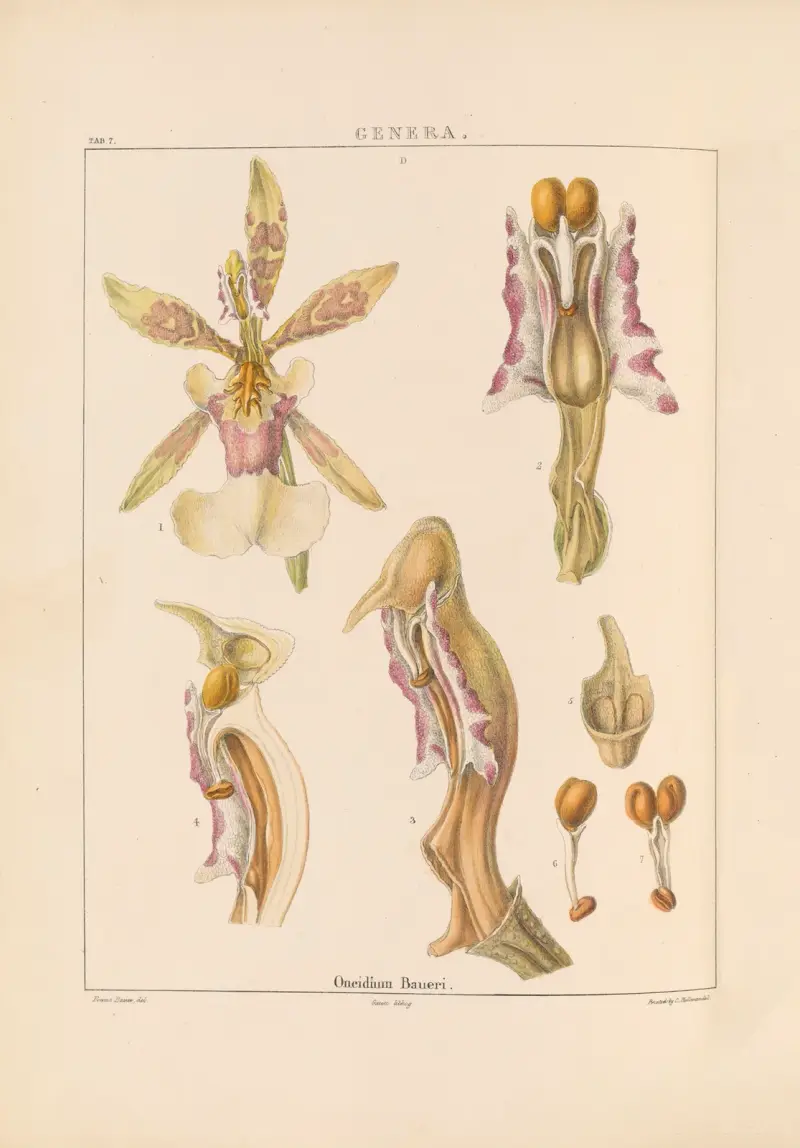 Illustrations of orchidaceous plants Pl.22 av Franz Andreas Bauer