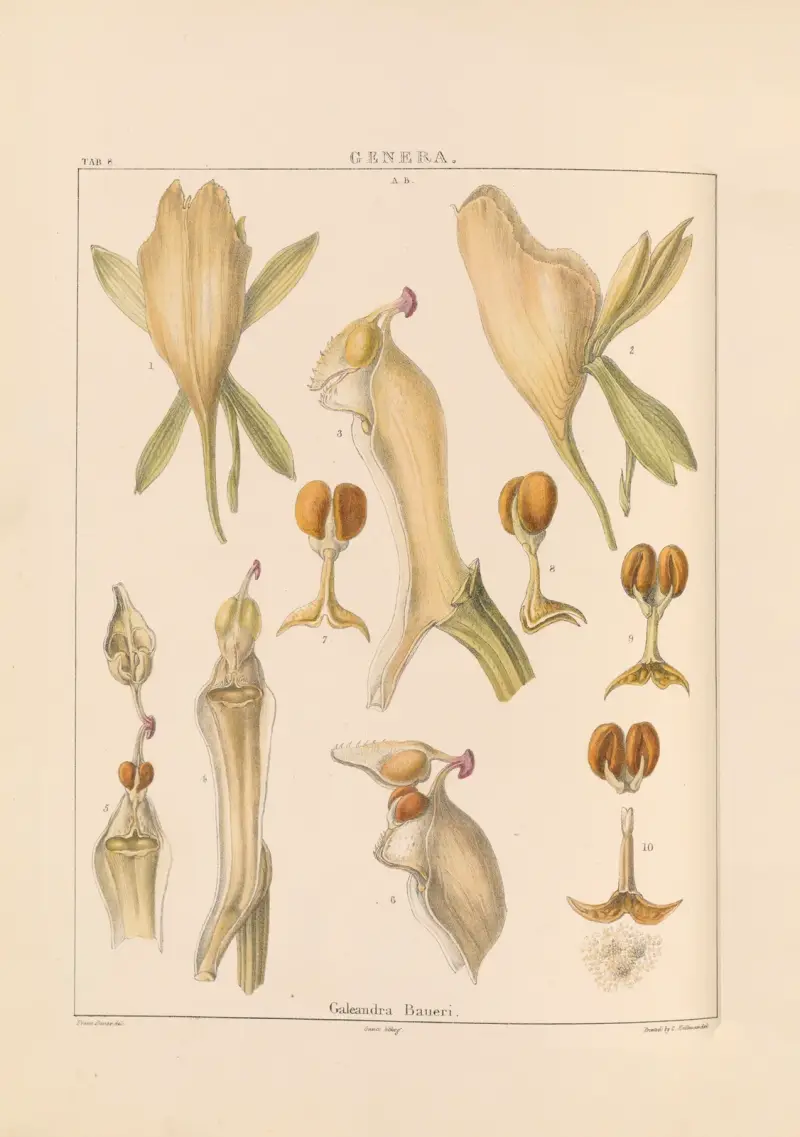 Illustrationer av orkidéer, pl. 23 av Franz Andreas Bauer