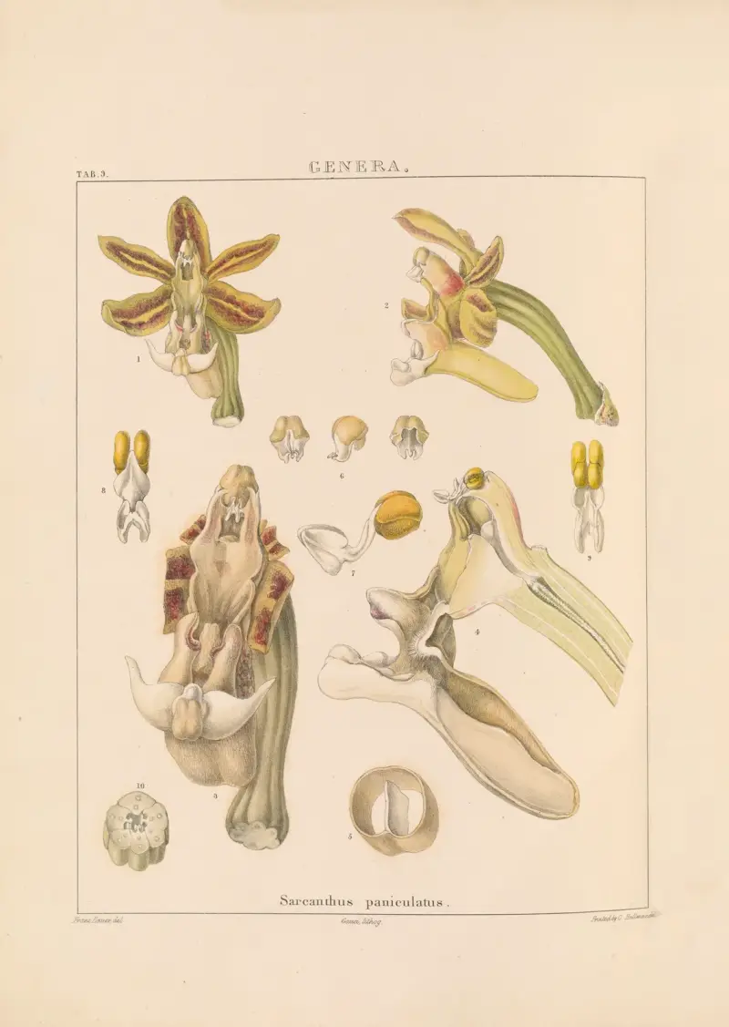 Illustrations of orchidaceous plants Pl.24 av Franz Andreas Bauer