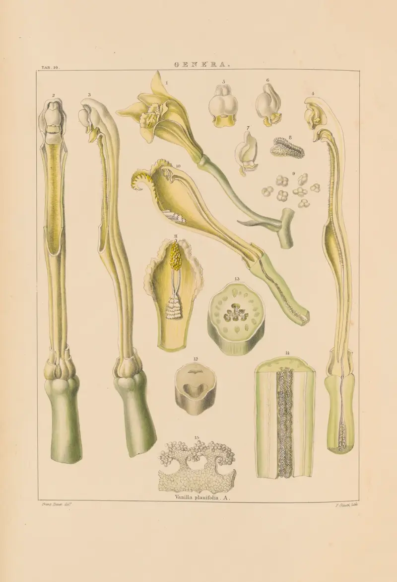 Ilustracje roślin storczykowatych, tabl. 25, Franz Andreas Bauer