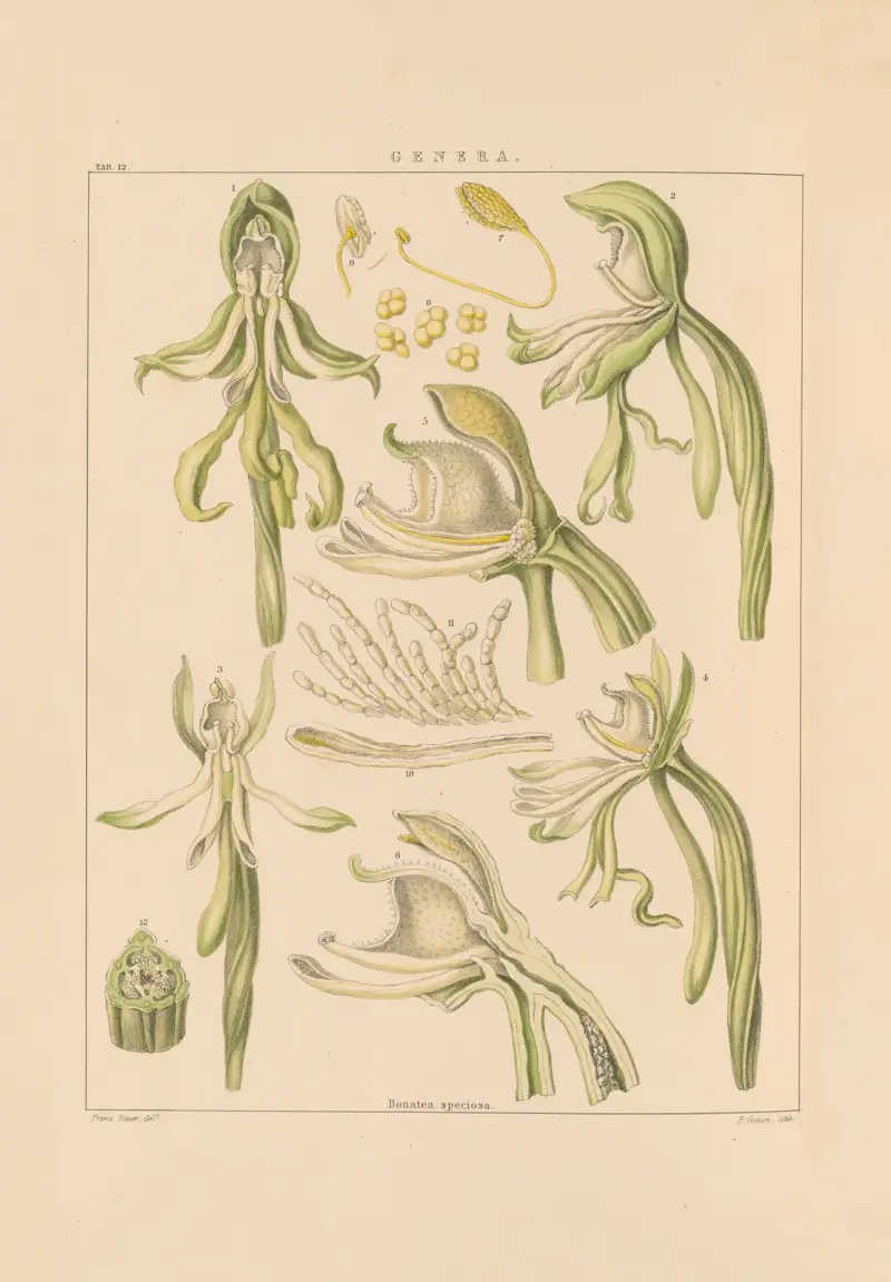 Illustrations of orchidaceous plants Pl.27 av Franz Andreas Bauer