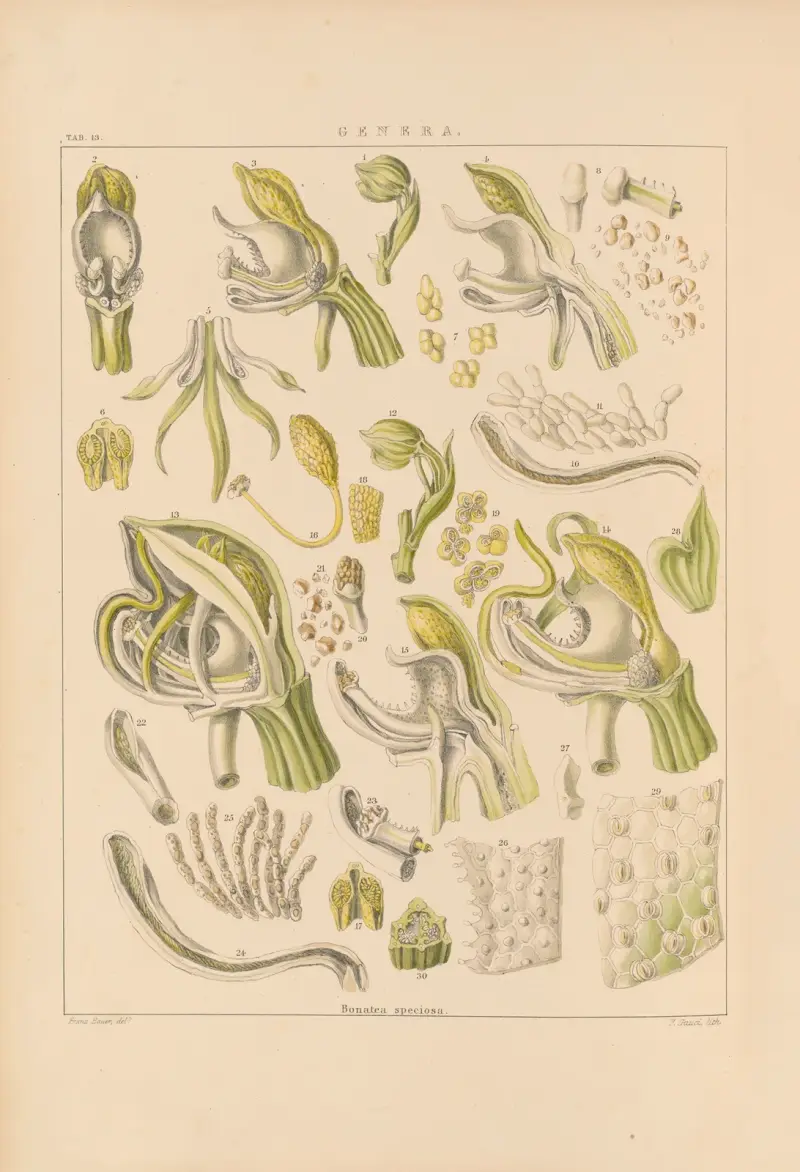 Illustrations of orchidaceous plants Pl.28 av Franz Andreas Bauer