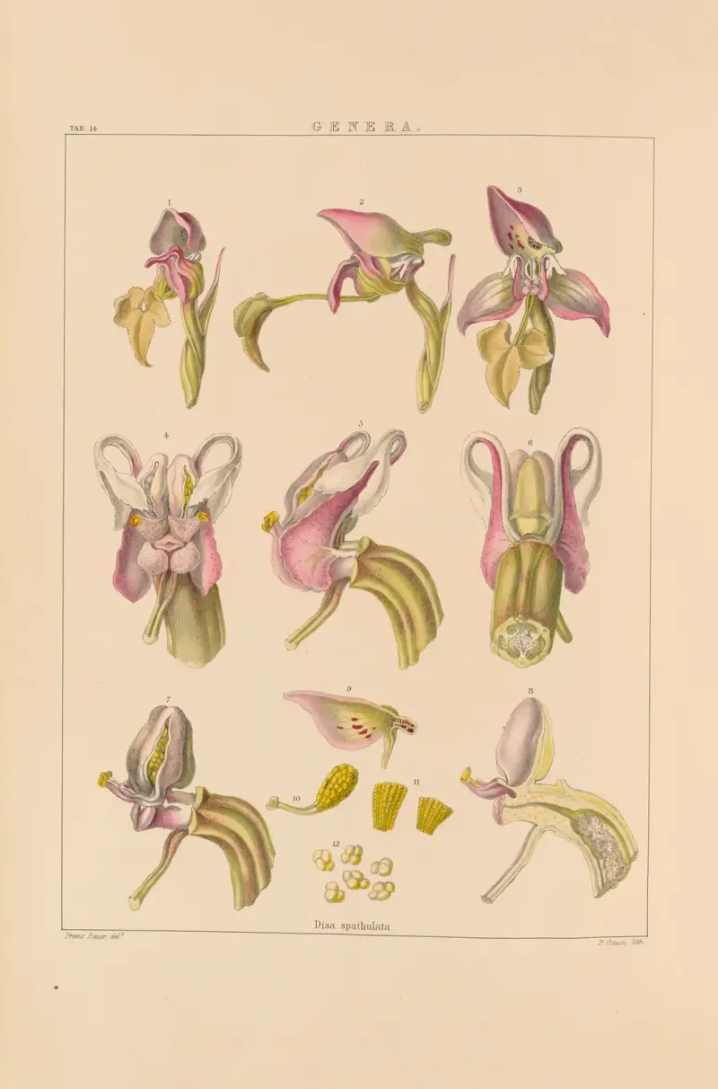 Illustrations of orchidaceous plants Pl.29 av Franz Andreas Bauer