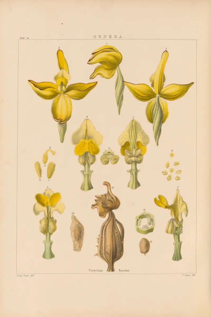 Illustrations of orchidaceous plants Pl.30 av Franz Andreas Bauer