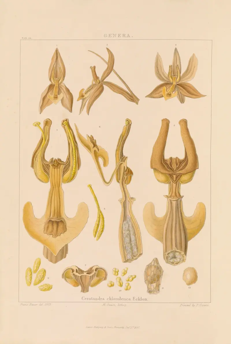 Illustrationer av orkidéer, plansch 31 av Franz Andreas Bauer