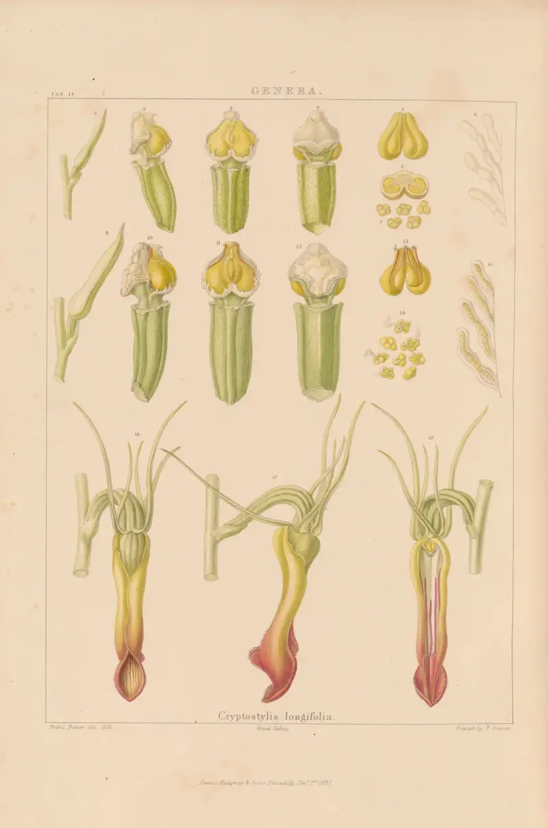 Illustrationer av orkidéer, plansch 32 av Franz Andreas Bauer