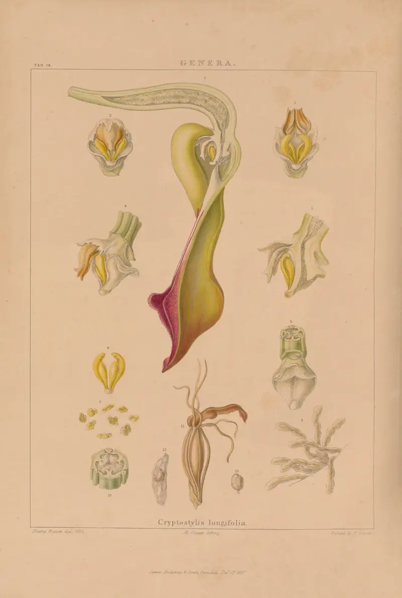 Illustrations of orchidaceous plants Pl.33 av Franz Andreas Bauer