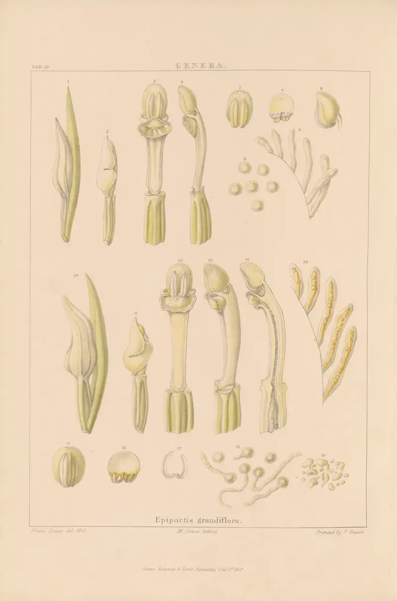 Illustrations of orchidaceous plants Pl.34 av Franz Andreas Bauer