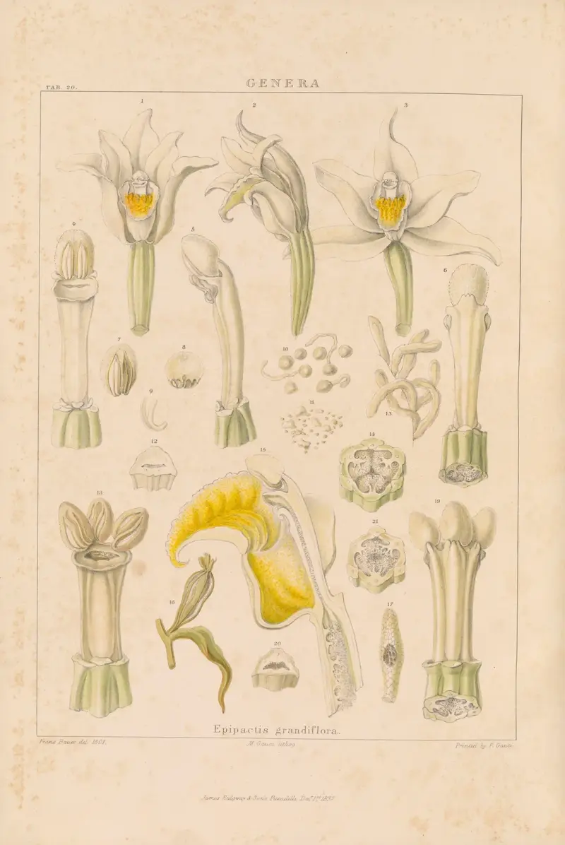 Illustrations of orchidaceous plants Pl.35 av Franz Andreas Bauer