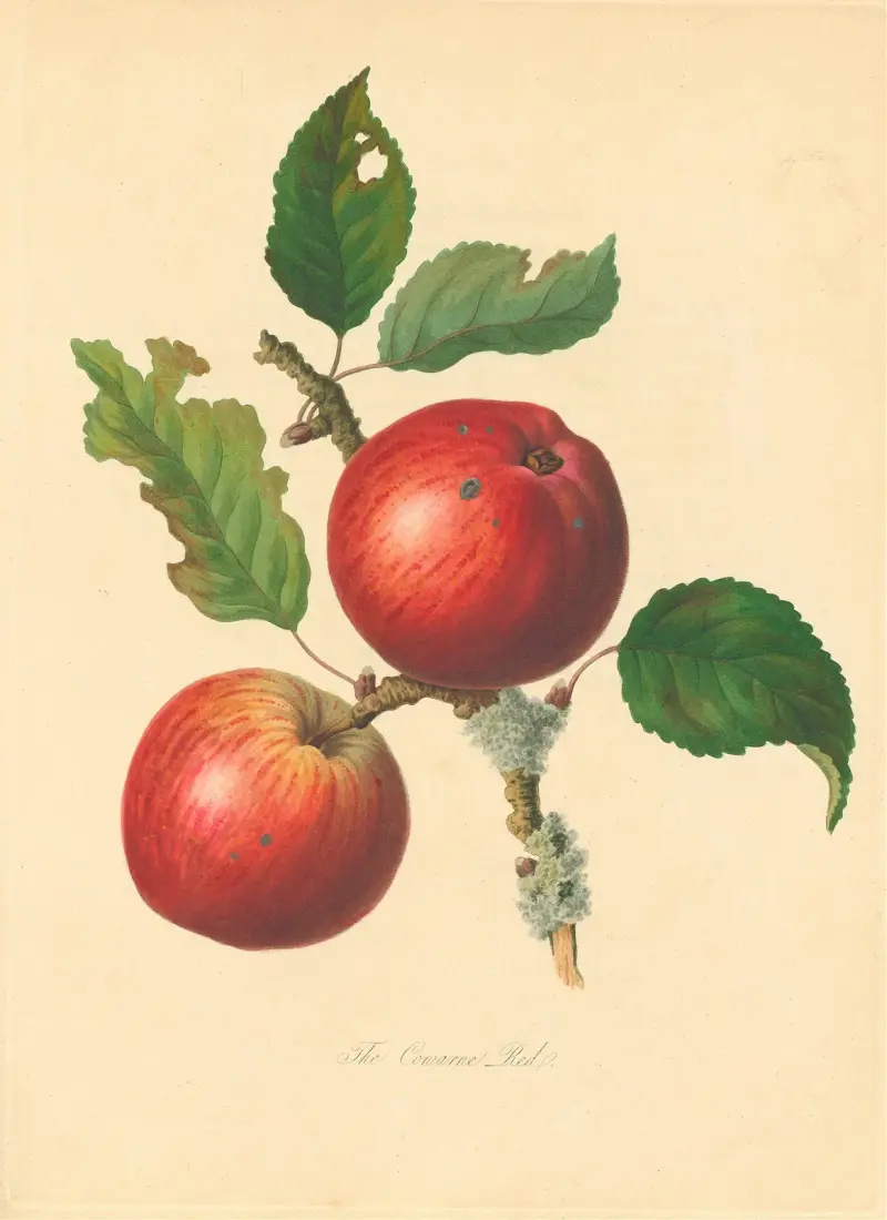 Cowarne Red von Thomas Andrew Knight