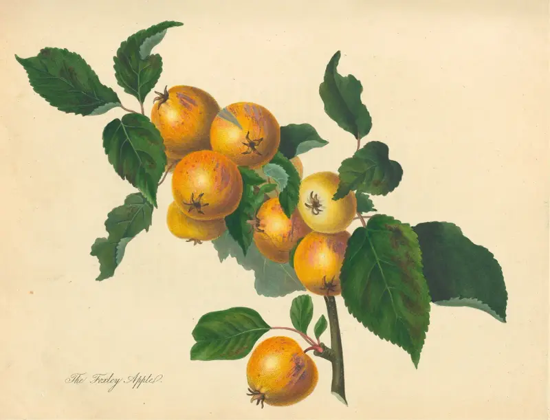 Foxley Apple, Thomas Andrew Knight