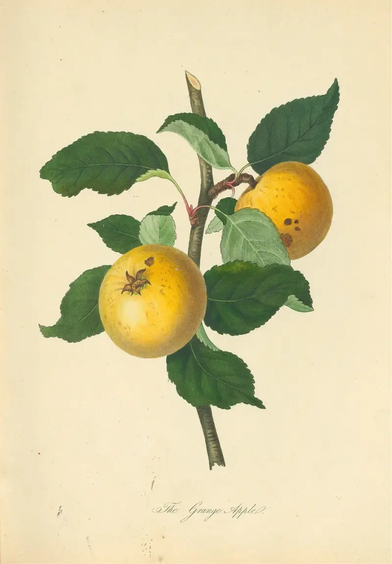 Grange Apple, Thomas Andrew Knight