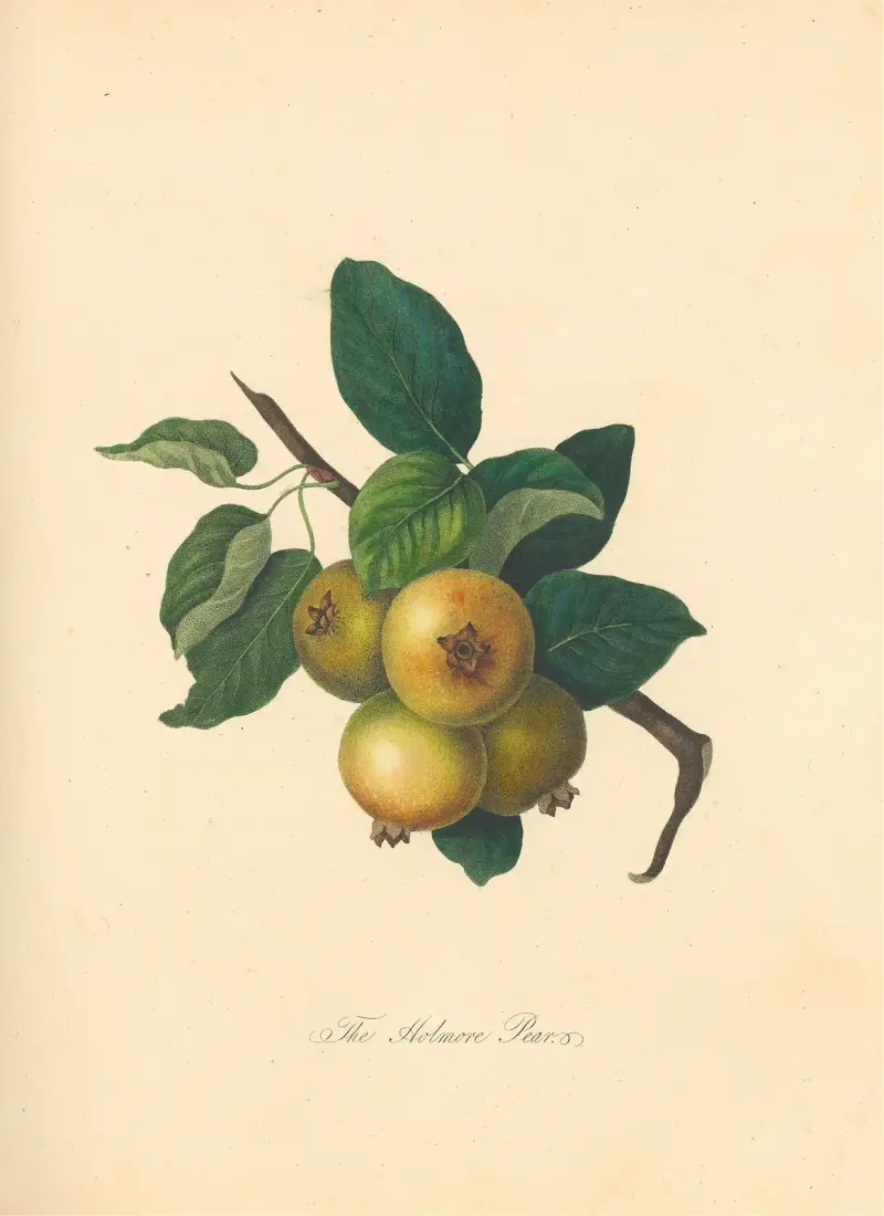 Holmore Pear von Thomas Andrew Knight