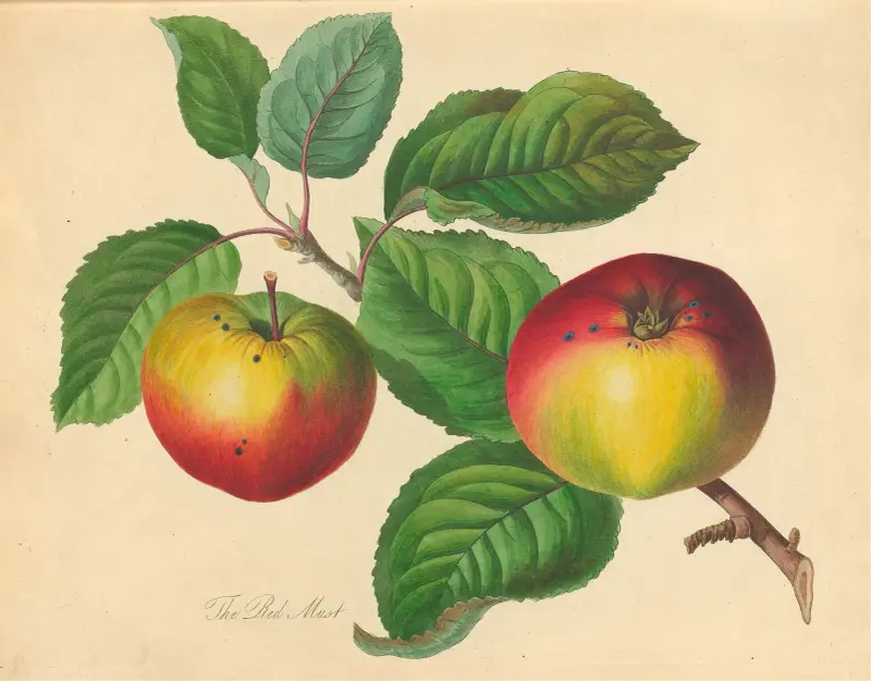 Czerwona moszczanka, Thomas Andrew Knight