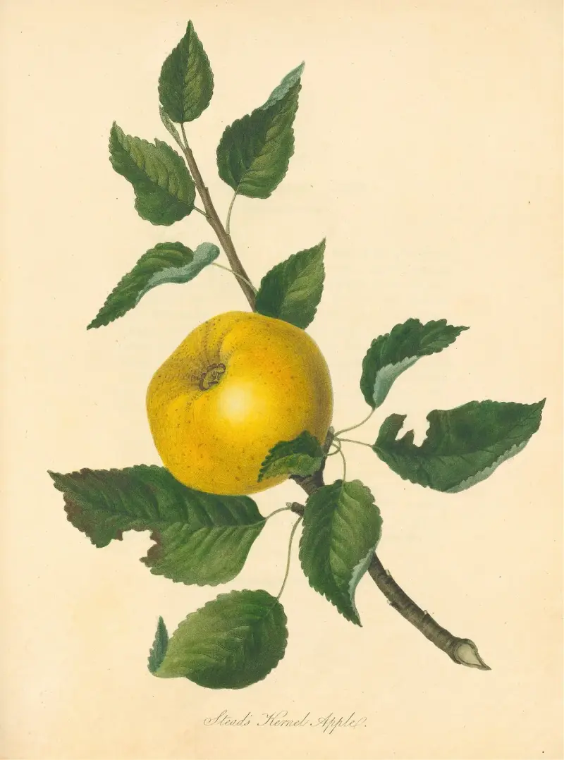 Stead's Kernel Apple, Thomas Andrew Knight