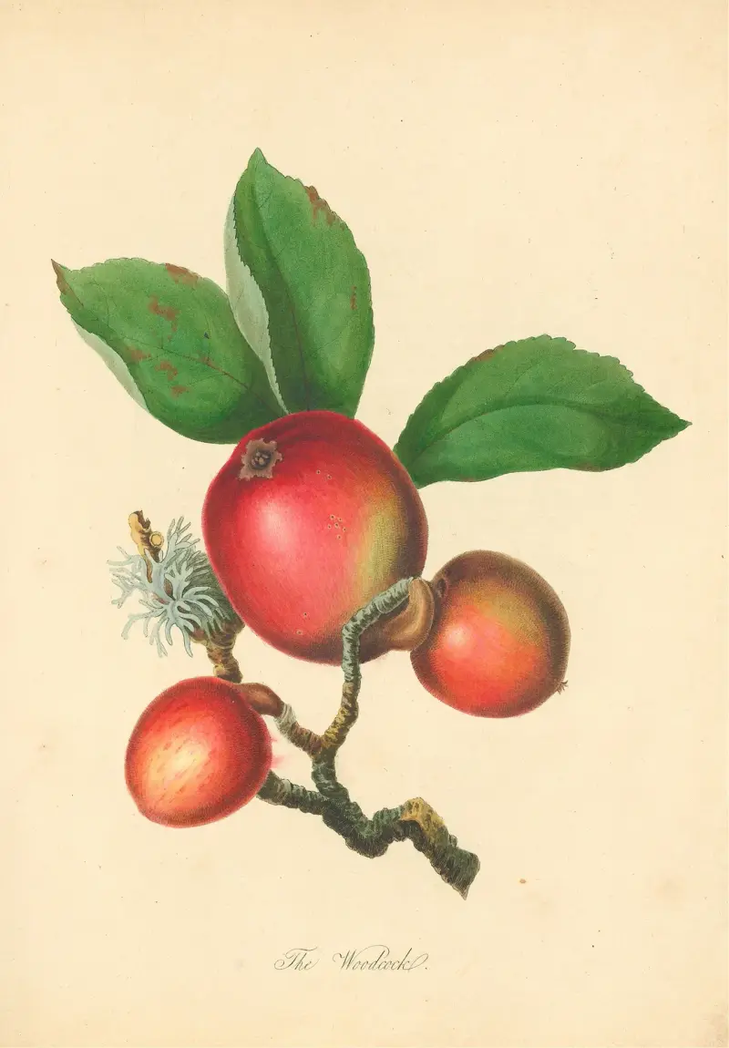 Waldschnepfe von Thomas Andrew Knight