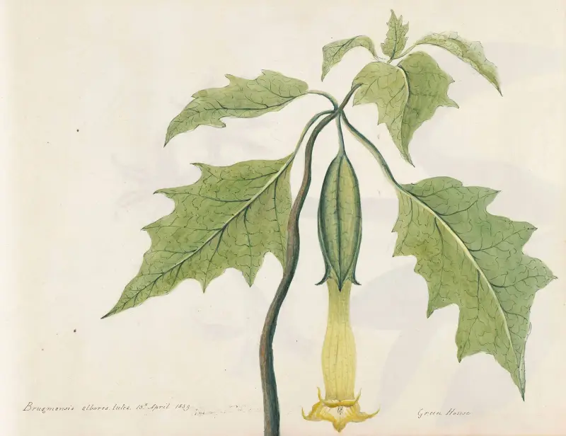 Plants drawn by Miss Brooks from living specimens Pl.06 av Mary Ann Brooks