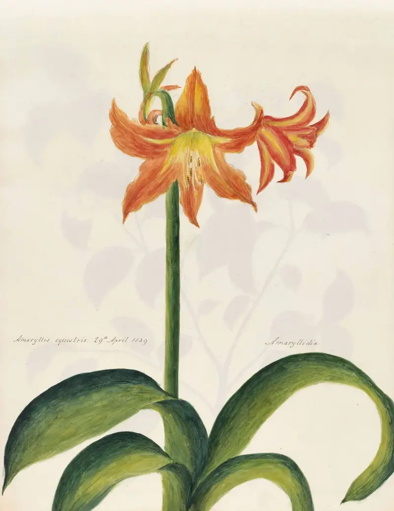 Plants drawn by Miss Brooks from living specimens Pl.08 av Mary Ann Brooks