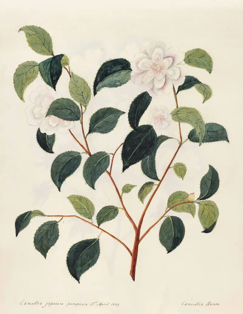 Plants drawn by Miss Brooks from living specimens Pl.09 av Mary Ann Brooks