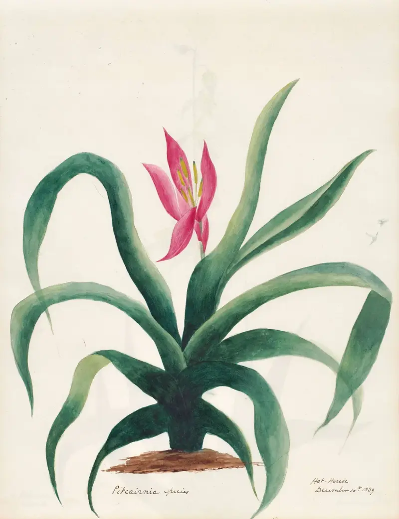 Plants drawn by Miss Brooks from living specimens Pl.21 av Mary Ann Brooks