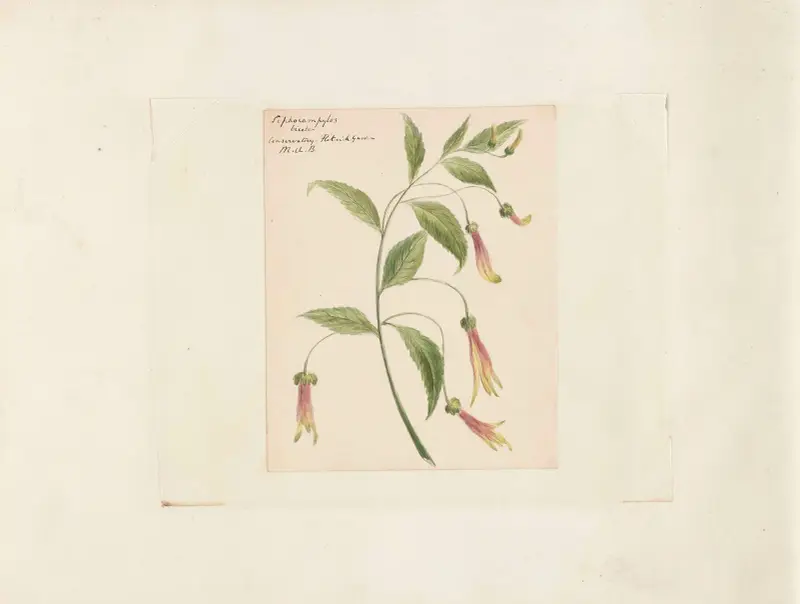 Plants drawn by Miss Brooks from living specimens Pl.40 av Mary Ann Brooks