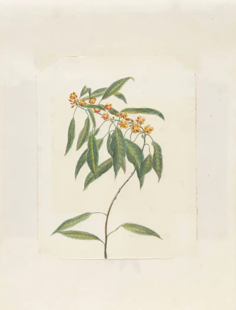 Plants drawn by Miss Brooks from living specimens Pl.41 av Mary Ann Brooks