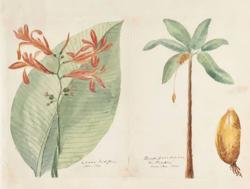 Plants drawn by Miss Brooks from living specimens Pl.51 av Mary Ann Brooks