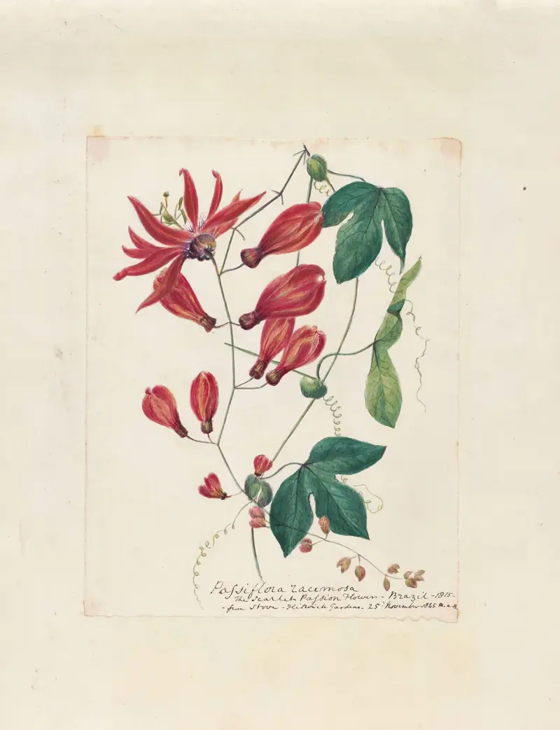 Plants drawn by Miss Brooks from living specimens Pl.52 av Mary Ann Brooks
