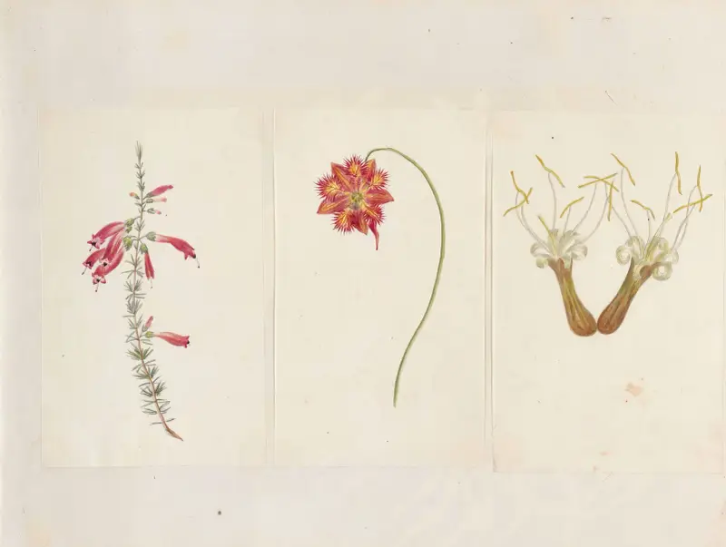 Plants drawn by Miss Brooks from living specimens Pl.53 av Mary Ann Brooks