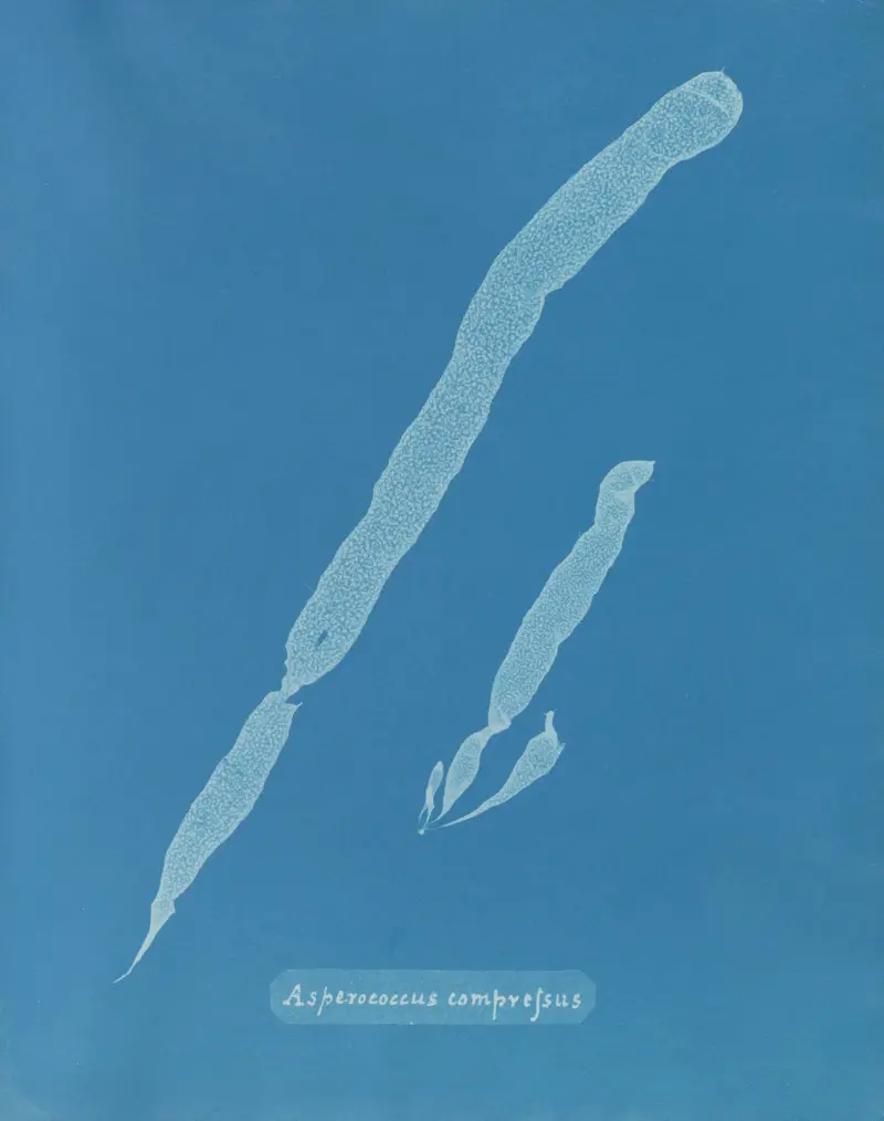 Asperococcus compressus, Anna Atkins