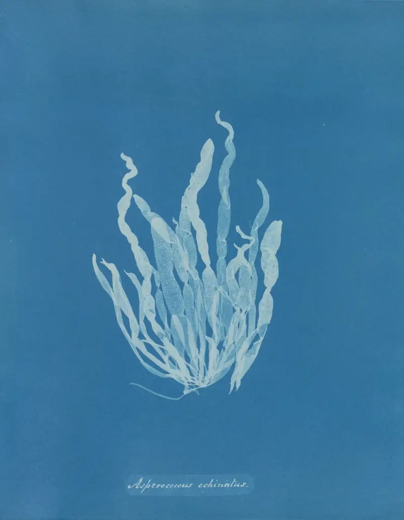 Asperococcus echinatus, Anna Atkins