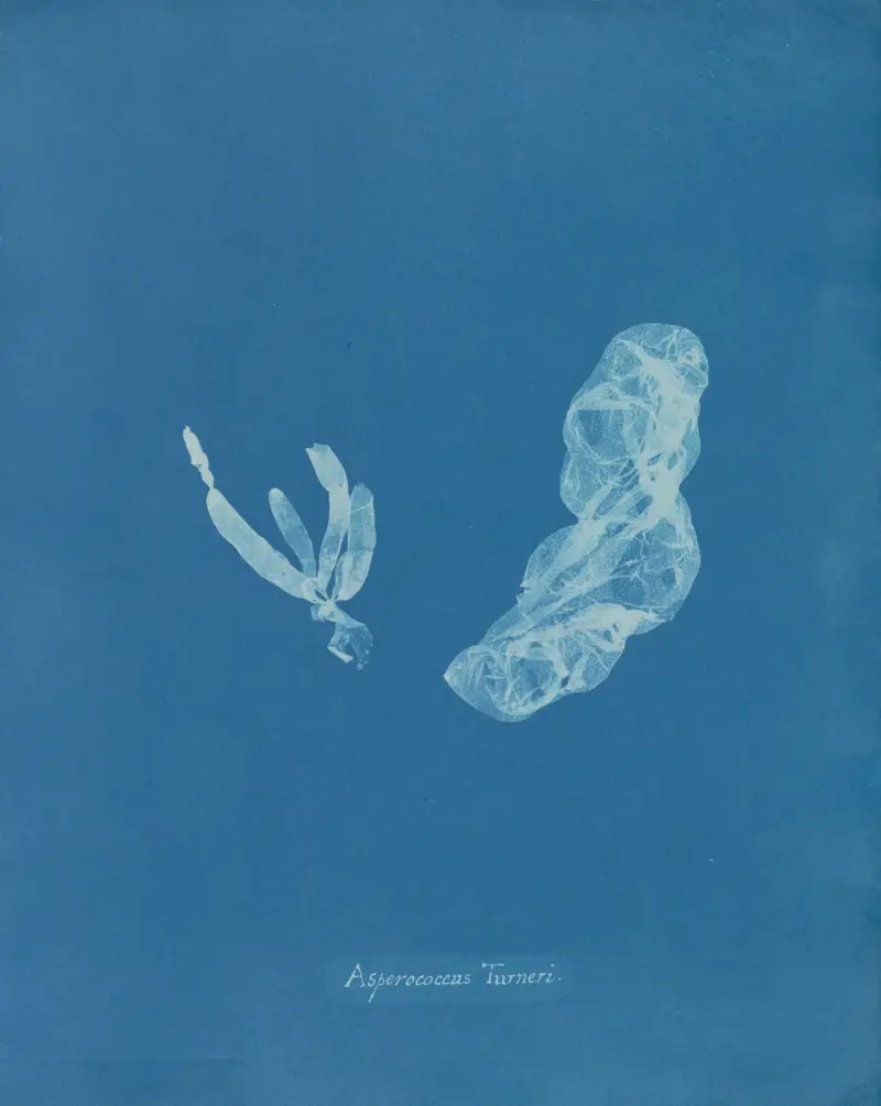 Asperococcus Turneri., Anna Atkins