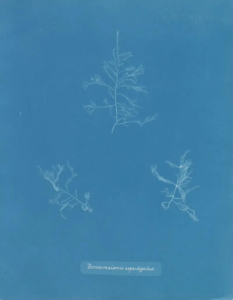 Bonnemaisonia asparagoides av Anna Atkins