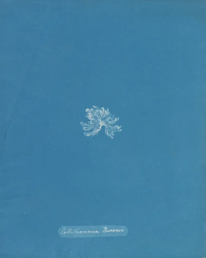 Callithamnion Borreri, Anna Atkins
