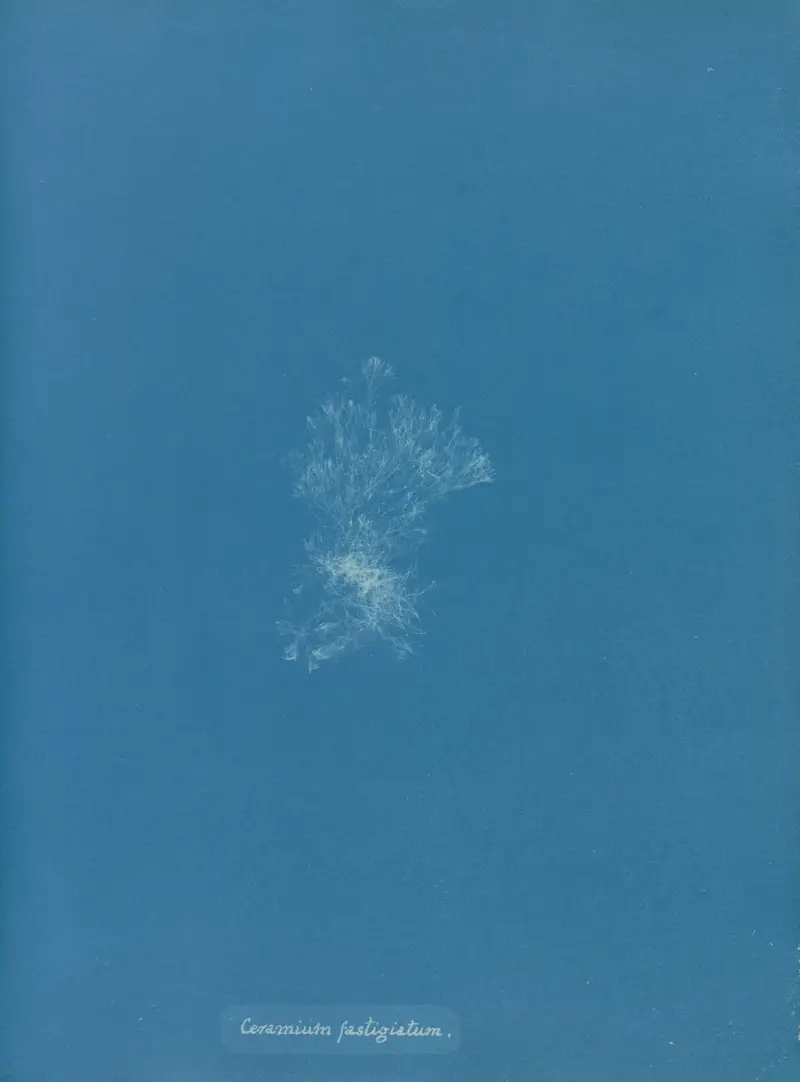 Ceramium fastigiatum von Anna Atkins