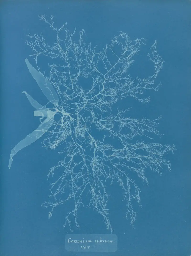 Ceramium rubrum, var., Anna Atkins