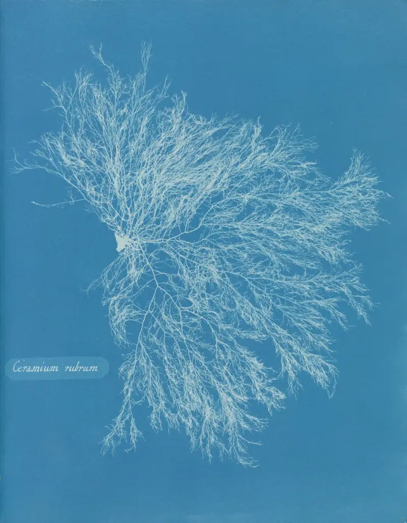 Ceramium rubrum, Anna Atkins