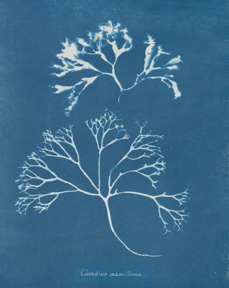 Chondrus mamillosus von Anna Atkins