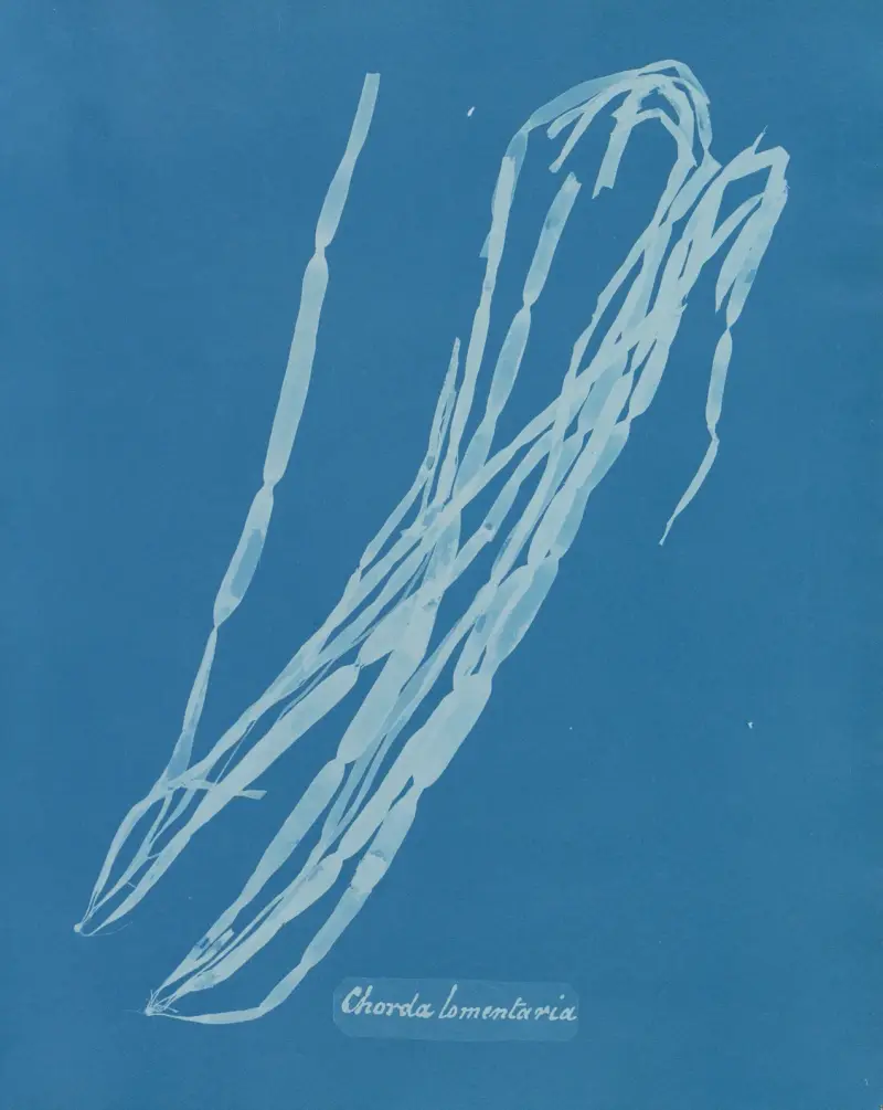 Chorda lomentaria, Anna Atkins