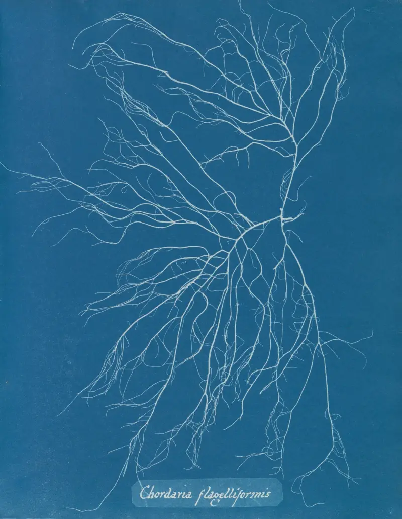 Chordaria flagelliformis, 1843 – Nr. 2, Anna Atkins