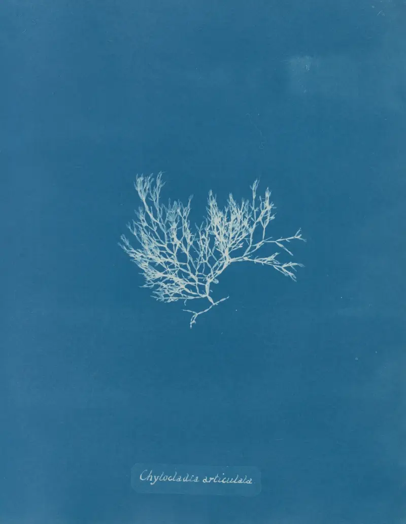 Chylocladia articulata av Anna Atkins