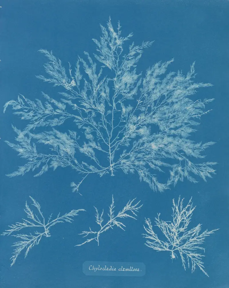 Chylocladia clavellosa av Anna Atkins