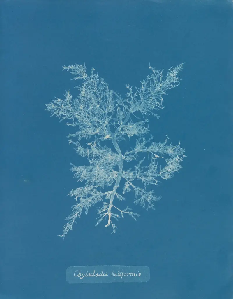 Chylocladia kaliformis, 1843 – nr 2 av Anna Atkins