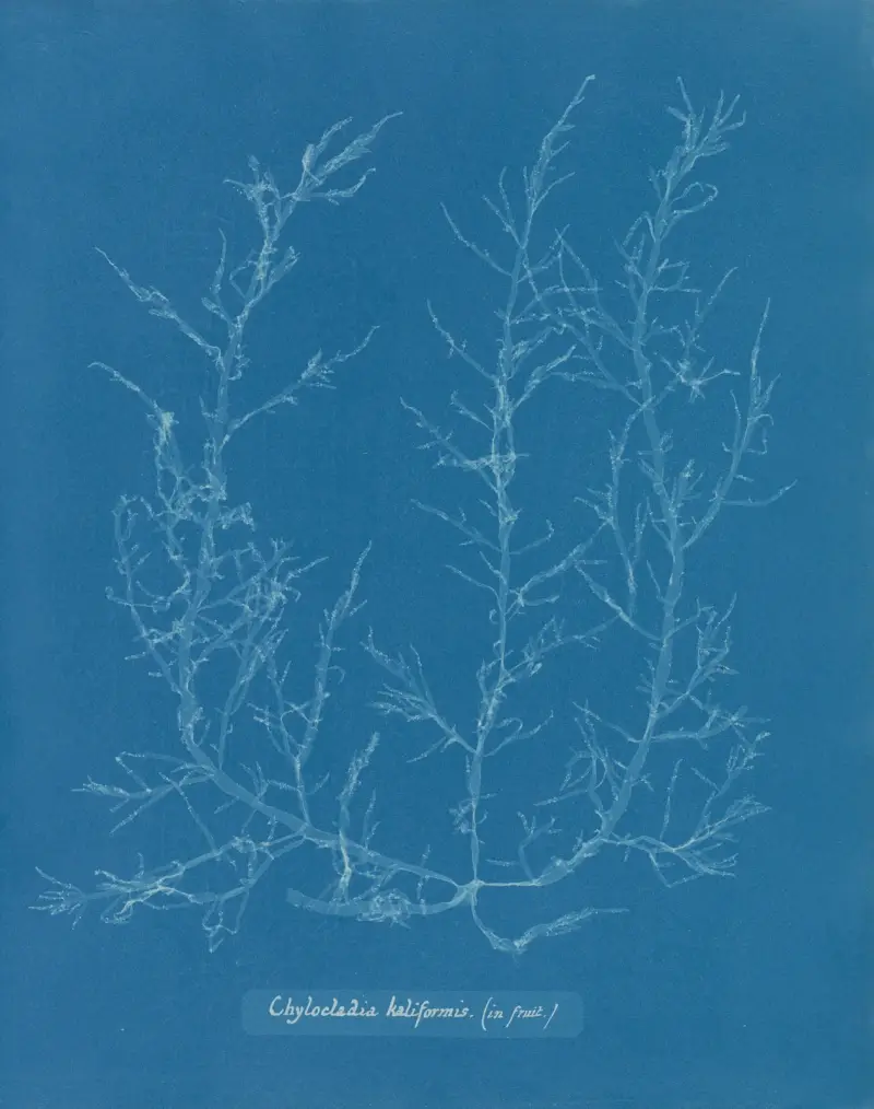 Chylocladia kaliformis (in fruit), 1843 – nr 1 av Anna Atkins