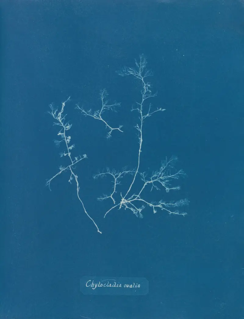 Chylocladia ovalis, 1843 – nr 2 av Anna Atkins