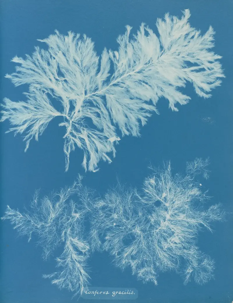 Conferva gracilis, Anna Atkins