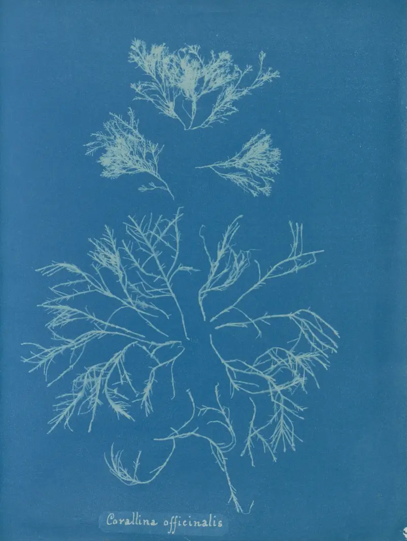 Corallina officinalis von Anna Atkins