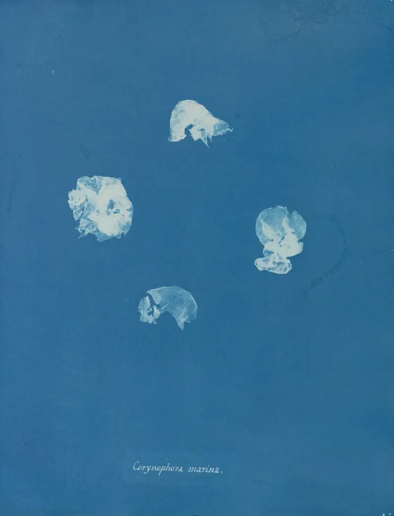 Corynephora marina von Anna Atkins