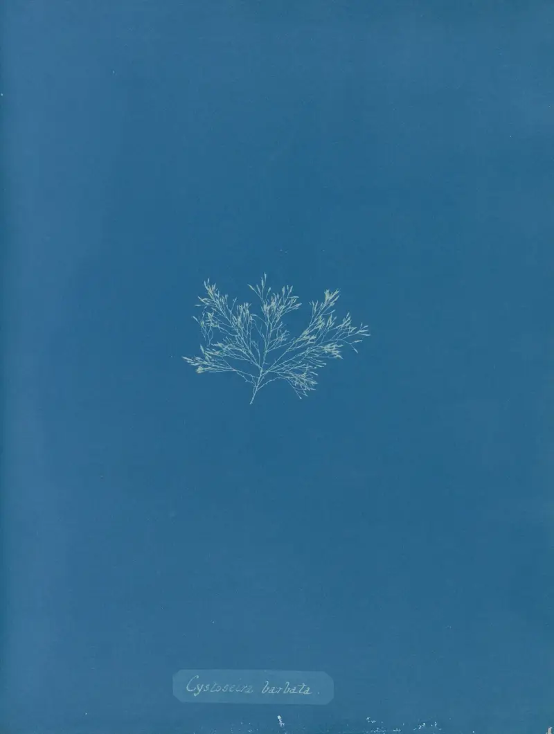 Cystoseira barbata., Anna Atkins
