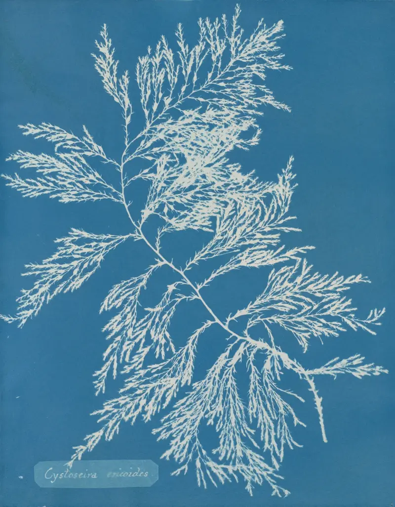 Cystoseira ericoides, Anna Atkins